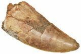 Serrated Raptor Tooth - Real Dinosaur Tooth #371467-1